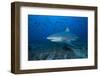 A Large Bull Shark at the Bistro Dive Site in Fiji-Stocktrek Images-Framed Photographic Print