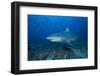 A Large Bull Shark at the Bistro Dive Site in Fiji-Stocktrek Images-Framed Photographic Print