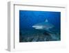 A Large Bull Shark at the Bistro Dive Site in Fiji-Stocktrek Images-Framed Photographic Print