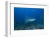 A Large Bull Shark at the Bistro Dive Site in Fiji-Stocktrek Images-Framed Photographic Print