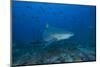 A Large Bull Shark at the Bistro Dive Site in Fiji-Stocktrek Images-Mounted Photographic Print