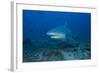 A Large Bull Shark at the Bistro Dive Site in Fiji-Stocktrek Images-Framed Photographic Print