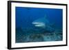 A Large Bull Shark at the Bistro Dive Site in Fiji-Stocktrek Images-Framed Photographic Print