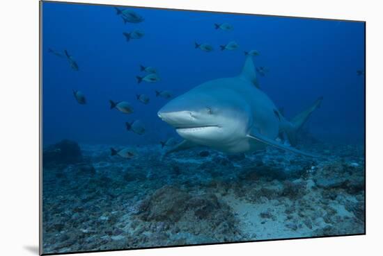 A Large Bull Shark at the Bistro Dive Site in Fiji-Stocktrek Images-Mounted Photographic Print