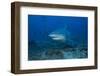 A Large Bull Shark at the Bistro Dive Site in Fiji-Stocktrek Images-Framed Photographic Print