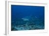 A Large Bull Shark at the Bistro Dive Site in Fiji-Stocktrek Images-Framed Photographic Print