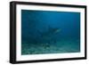 A Large Bull Shark at the Bistro Dive Site in Fiji-Stocktrek Images-Framed Photographic Print