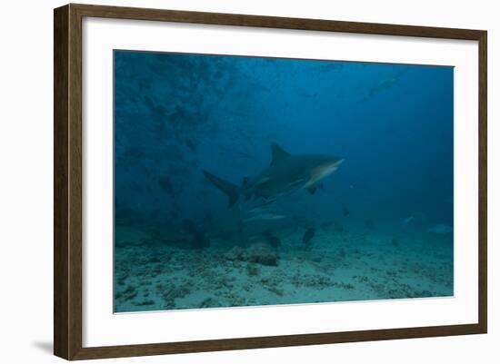 A Large Bull Shark at the Bistro Dive Site in Fiji-Stocktrek Images-Framed Photographic Print