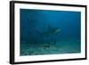 A Large Bull Shark at the Bistro Dive Site in Fiji-Stocktrek Images-Framed Photographic Print