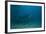 A Large Bull Shark at the Bistro Dive Site in Fiji-Stocktrek Images-Framed Photographic Print