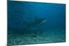 A Large Bull Shark at the Bistro Dive Site in Fiji-Stocktrek Images-Mounted Photographic Print