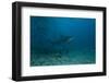 A Large Bull Shark at the Bistro Dive Site in Fiji-Stocktrek Images-Framed Photographic Print