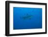 A Large Bull Shark at the Bistro Dive Site in Fiji-Stocktrek Images-Framed Photographic Print