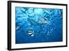 A Large Bull Shark at the Bistro Dive Site in Fiji-Stocktrek Images-Framed Photographic Print