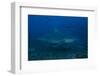 A Large Bull Shark at the Bistro Dive Site in Fiji-Stocktrek Images-Framed Photographic Print