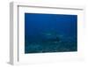 A Large Bull Shark at the Bistro Dive Site in Fiji-Stocktrek Images-Framed Photographic Print