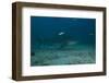 A Large Bull Shark at the Bistro Dive Site in Fiji-Stocktrek Images-Framed Photographic Print