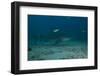 A Large Bull Shark at the Bistro Dive Site in Fiji-Stocktrek Images-Framed Photographic Print