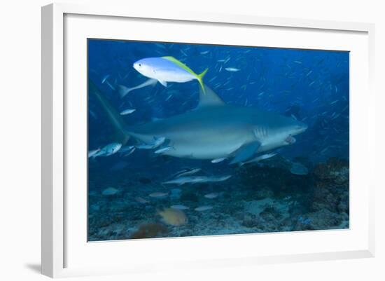 A Large Bull Shark at the Bistro Dive Site in Fiji-Stocktrek Images-Framed Photographic Print