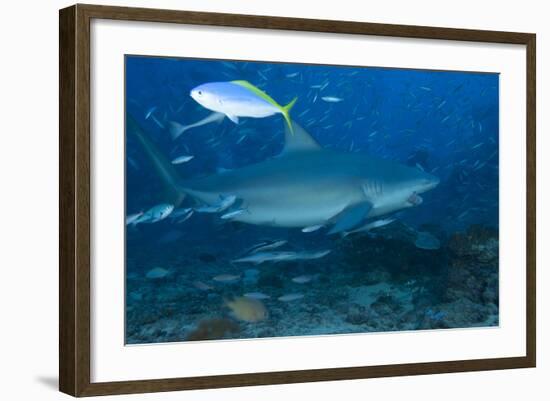 A Large Bull Shark at the Bistro Dive Site in Fiji-Stocktrek Images-Framed Photographic Print