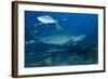 A Large Bull Shark at the Bistro Dive Site in Fiji-Stocktrek Images-Framed Photographic Print