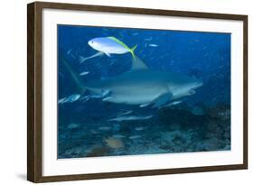 A Large Bull Shark at the Bistro Dive Site in Fiji-Stocktrek Images-Framed Photographic Print