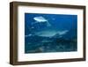 A Large Bull Shark at the Bistro Dive Site in Fiji-Stocktrek Images-Framed Photographic Print