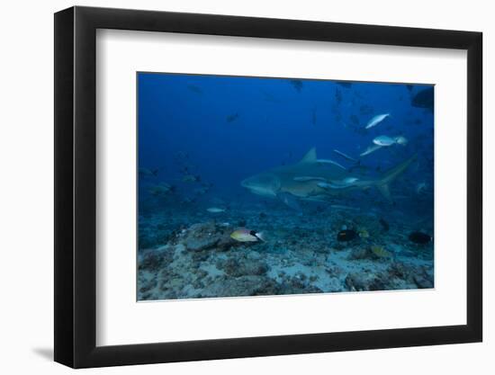 A Large Bull Shark at the Bistro Dive Site in Fiji-Stocktrek Images-Framed Photographic Print