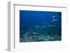 A Large Bull Shark at the Bistro Dive Site in Fiji-Stocktrek Images-Framed Photographic Print