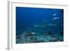 A Large Bull Shark at the Bistro Dive Site in Fiji-Stocktrek Images-Framed Photographic Print