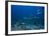 A Large Bull Shark at the Bistro Dive Site in Fiji-Stocktrek Images-Framed Photographic Print