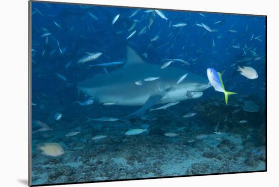 A Large Bull Shark at the Bistro Dive Site in Fiji-Stocktrek Images-Mounted Photographic Print