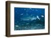 A Large Bull Shark at the Bistro Dive Site in Fiji-Stocktrek Images-Framed Photographic Print