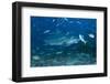 A Large Bull Shark at the Bistro Dive Site in Fiji-Stocktrek Images-Framed Photographic Print