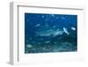 A Large Bull Shark at the Bistro Dive Site in Fiji-Stocktrek Images-Framed Photographic Print