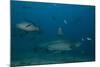 A Large Bull Shark at the Bistro Dive Site in Fiji-Stocktrek Images-Mounted Photographic Print