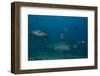 A Large Bull Shark at the Bistro Dive Site in Fiji-Stocktrek Images-Framed Photographic Print