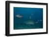 A Large Bull Shark at the Bistro Dive Site in Fiji-Stocktrek Images-Framed Photographic Print