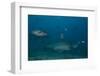 A Large Bull Shark at the Bistro Dive Site in Fiji-Stocktrek Images-Framed Photographic Print