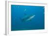 A Large Bull Shark at the Bistro Dive Site in Fiji-Stocktrek Images-Framed Photographic Print