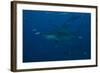 A Large Bull Shark at the Bistro Dive Site in Fiji-Stocktrek Images-Framed Photographic Print