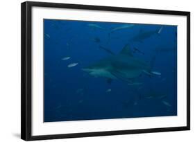 A Large Bull Shark at the Bistro Dive Site in Fiji-Stocktrek Images-Framed Photographic Print