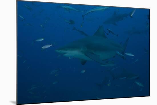 A Large Bull Shark at the Bistro Dive Site in Fiji-Stocktrek Images-Mounted Photographic Print