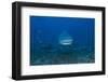 A Large Bull Shark at the Bistro Dive Site in Fiji-Stocktrek Images-Framed Photographic Print