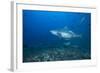 A Large Bull Shark at the Bistro Dive Site in Fiji-Stocktrek Images-Framed Photographic Print