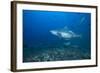 A Large Bull Shark at the Bistro Dive Site in Fiji-Stocktrek Images-Framed Photographic Print