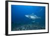 A Large Bull Shark at the Bistro Dive Site in Fiji-Stocktrek Images-Framed Photographic Print