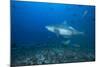 A Large Bull Shark at the Bistro Dive Site in Fiji-Stocktrek Images-Mounted Photographic Print