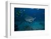 A Large Bull Shark at the Bistro Dive Site in Fiji-Stocktrek Images-Framed Photographic Print