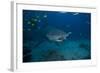 A Large Bull Shark at the Bistro Dive Site in Fiji-Stocktrek Images-Framed Photographic Print